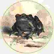 Frog, representing "The Notorious Jumping Frog of Calaveras County"